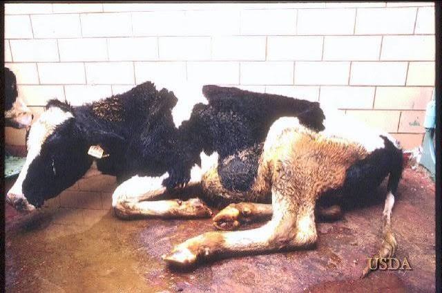 RINDERPEST: THE DEADLY CATTLE DISEASE THE WORLD DEFEATED